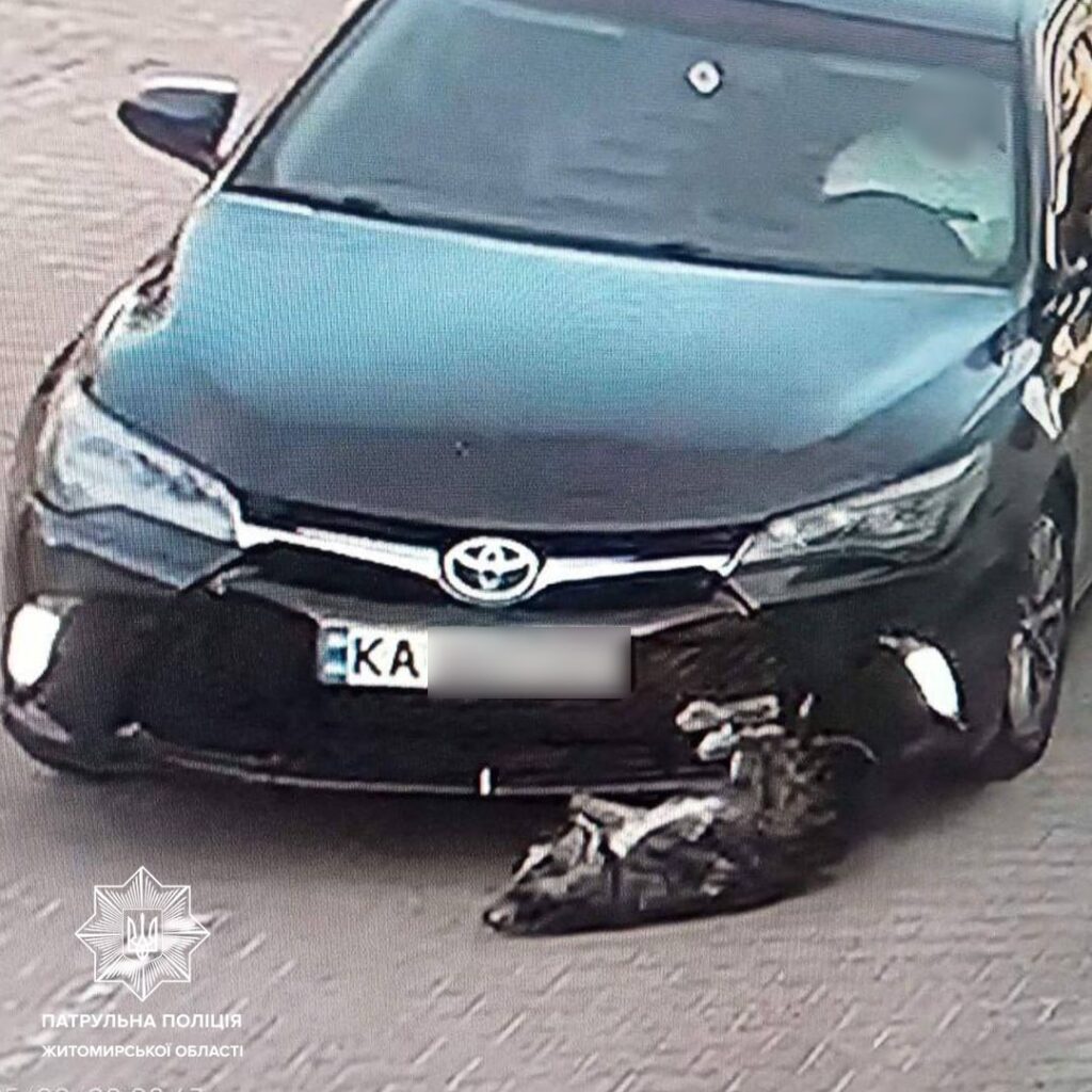«Житомир Щодня» з’ясував особу водія, який на швидкості збив собаку біля «Глобала»