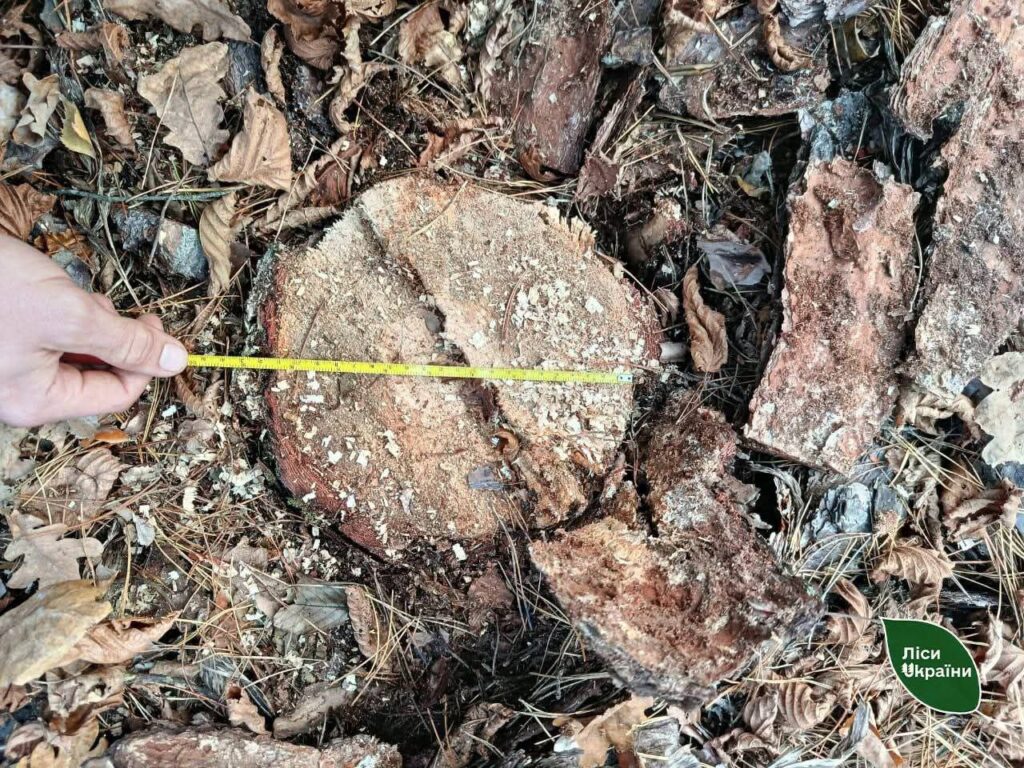 У Житомирському районі дерево вбило «чорного» лісоруба