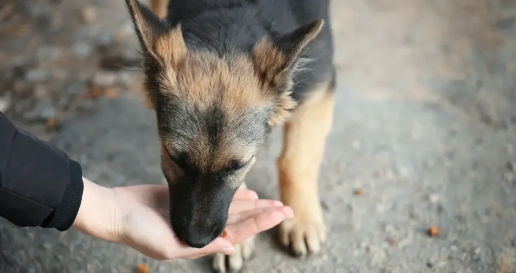 День святкової їжі для нужденних тварин