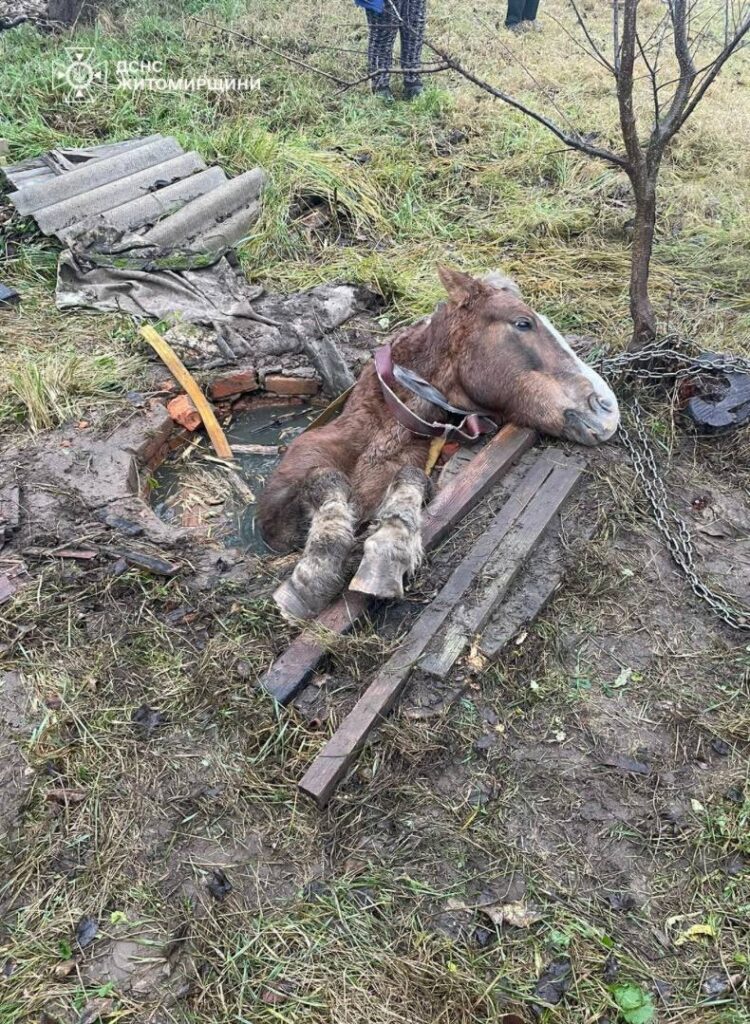 Рятувальники визволили коня з 3-метрової пастки