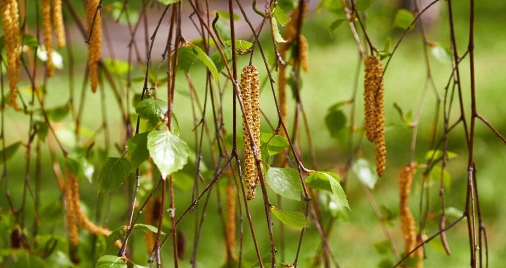 А що сьогодні – 17 березня, вівторок