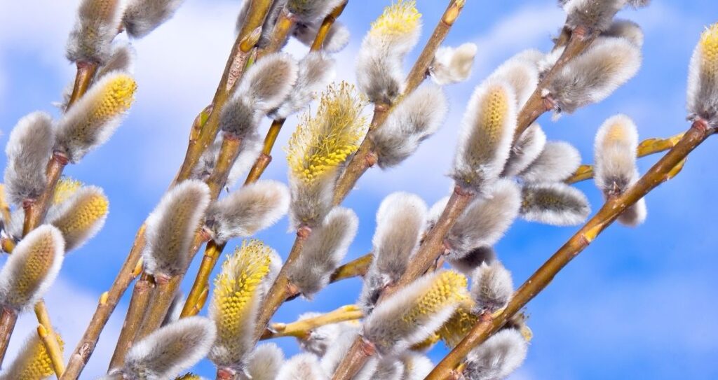 А що сьогодні – 5 квітня, неділя